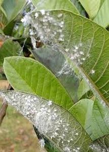 uploads/images/pest/guava white flyy.jpg